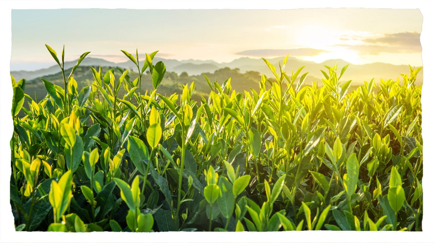 A sunset over a lush crop field.