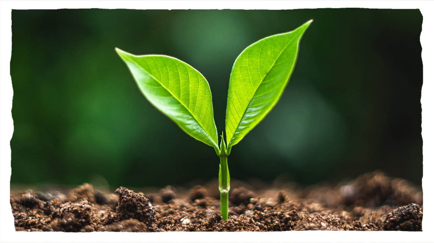 A small green seedling with two leaves sprouting in wet brown soil.